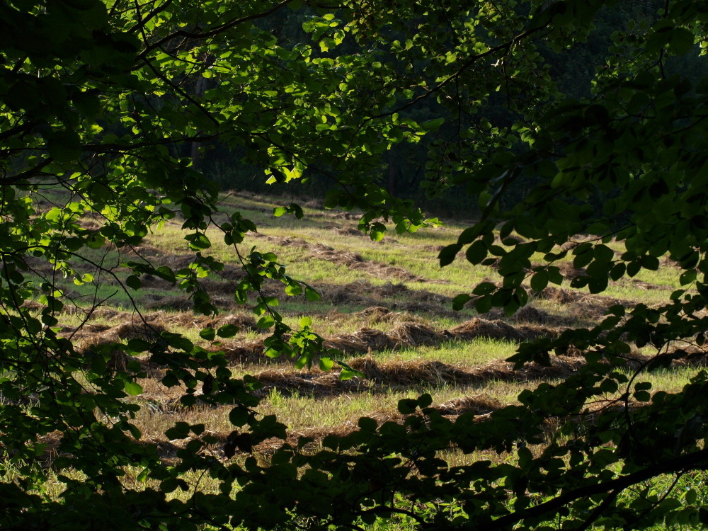 Sommerwiese im Wald