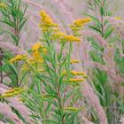 Sommerwiese-im-Wald