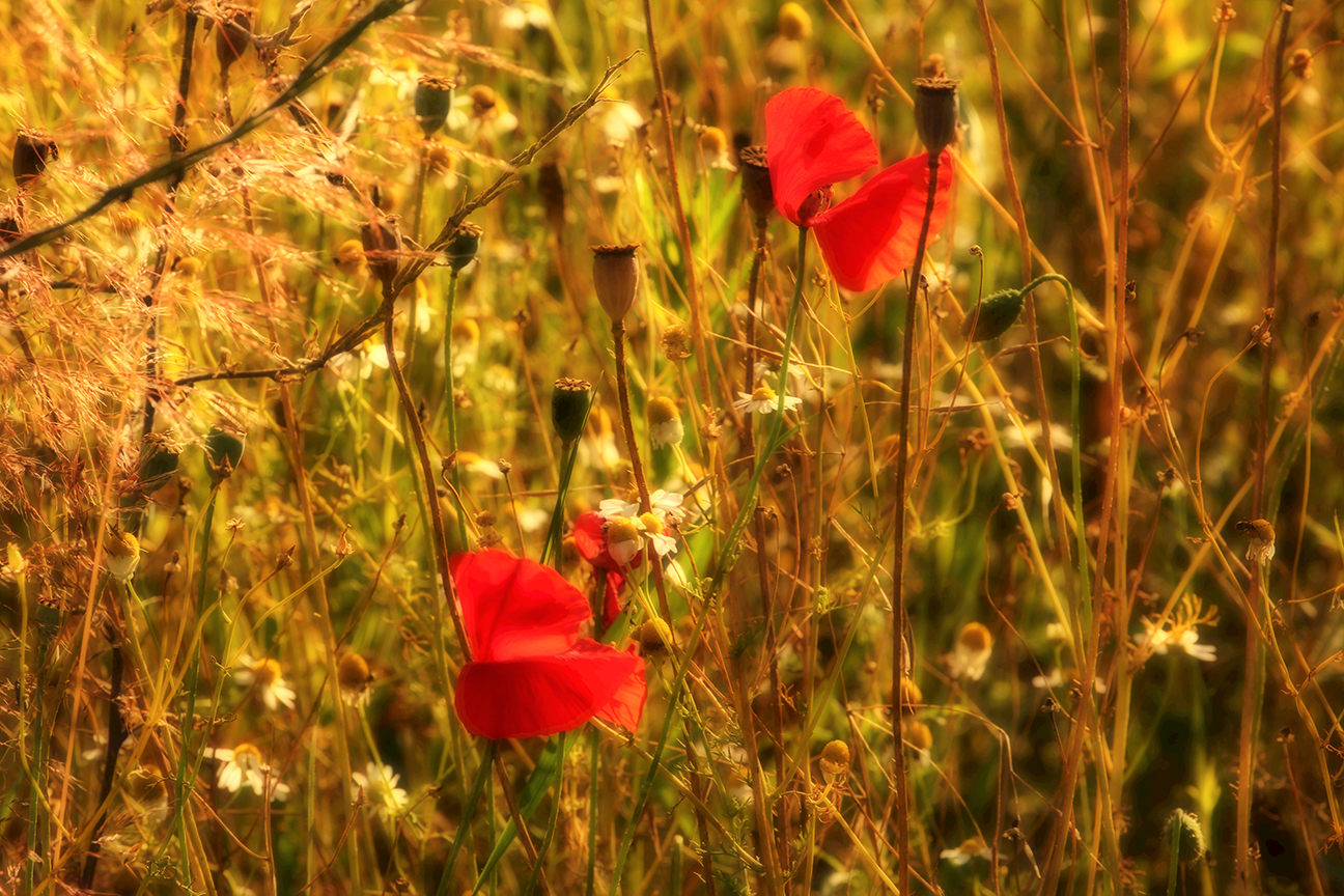 Sommerwiese im Wind