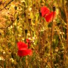 Sommerwiese im Wind