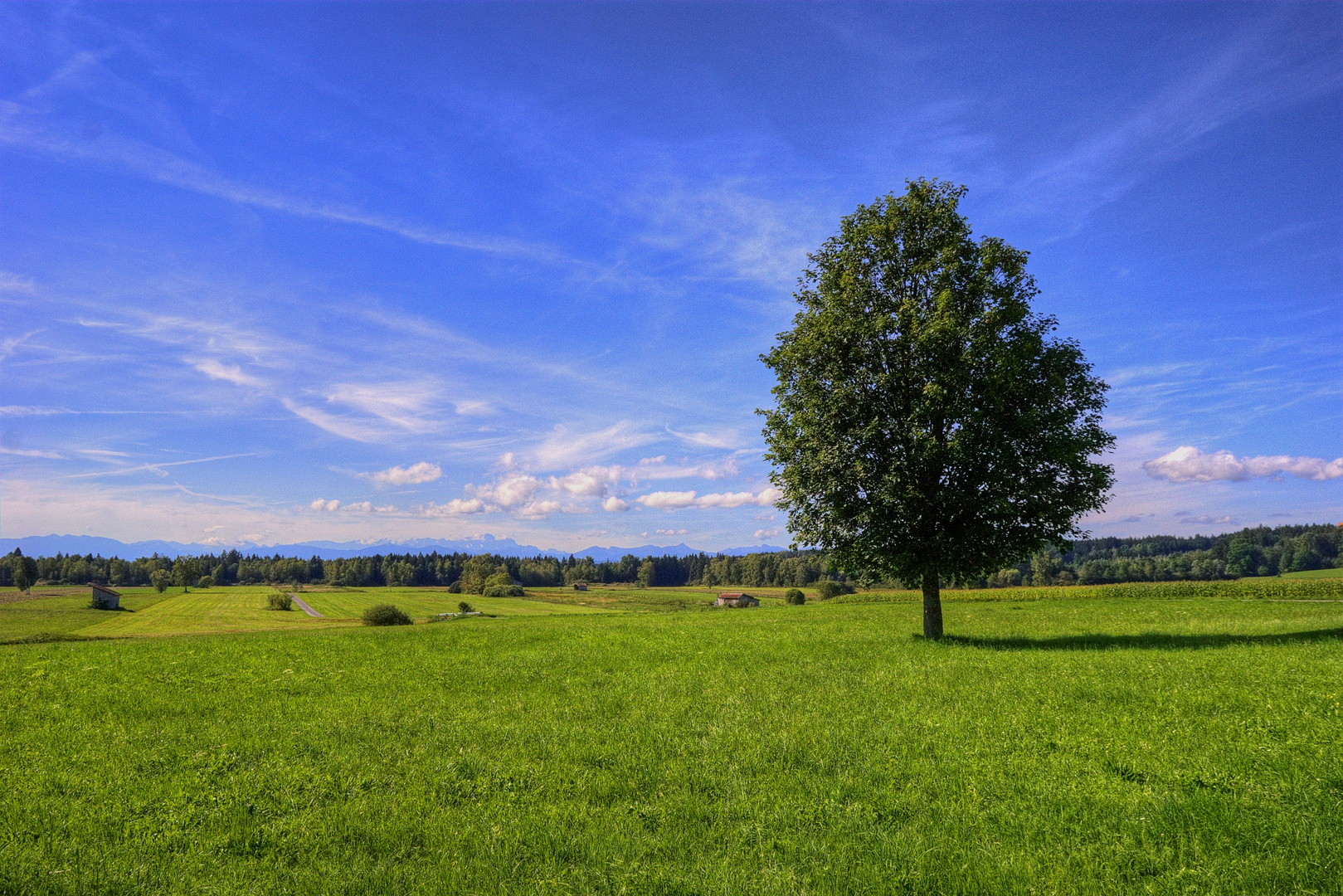 Sommerwiese in Bayern