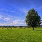 Sommerwiese in Bayern