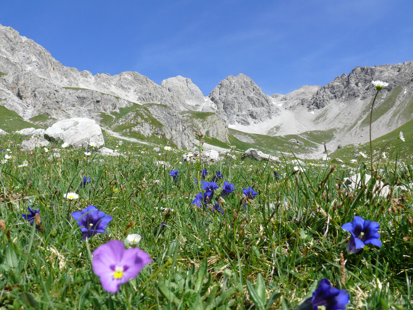 Sommerwiese in den Alpen