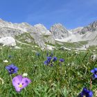 Sommerwiese in den Alpen