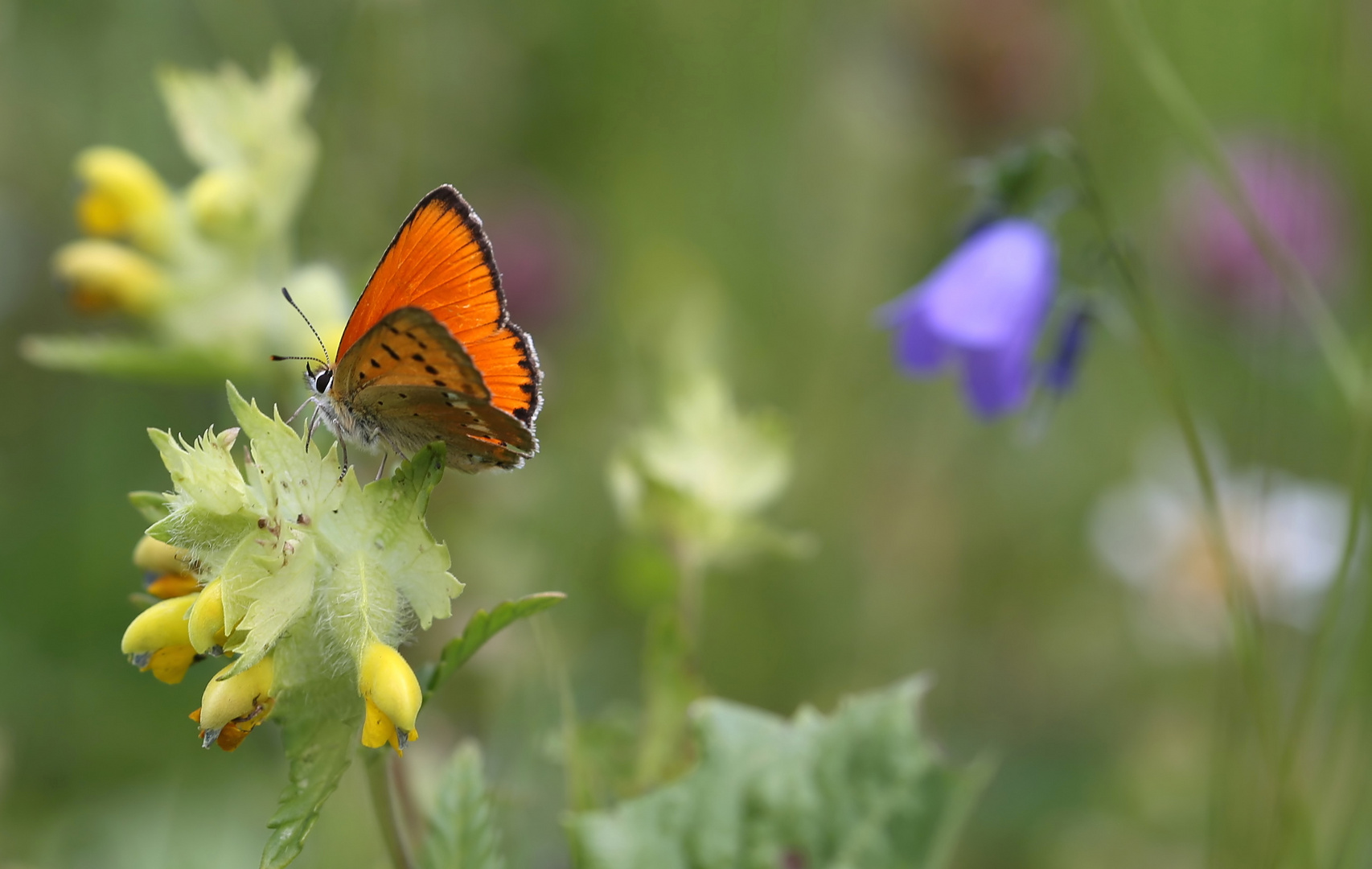 Sommerwiese in den Alpen