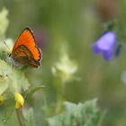 Sommerwiese in den Alpen