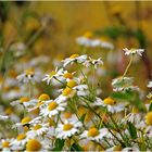 Sommerwiese in gelb