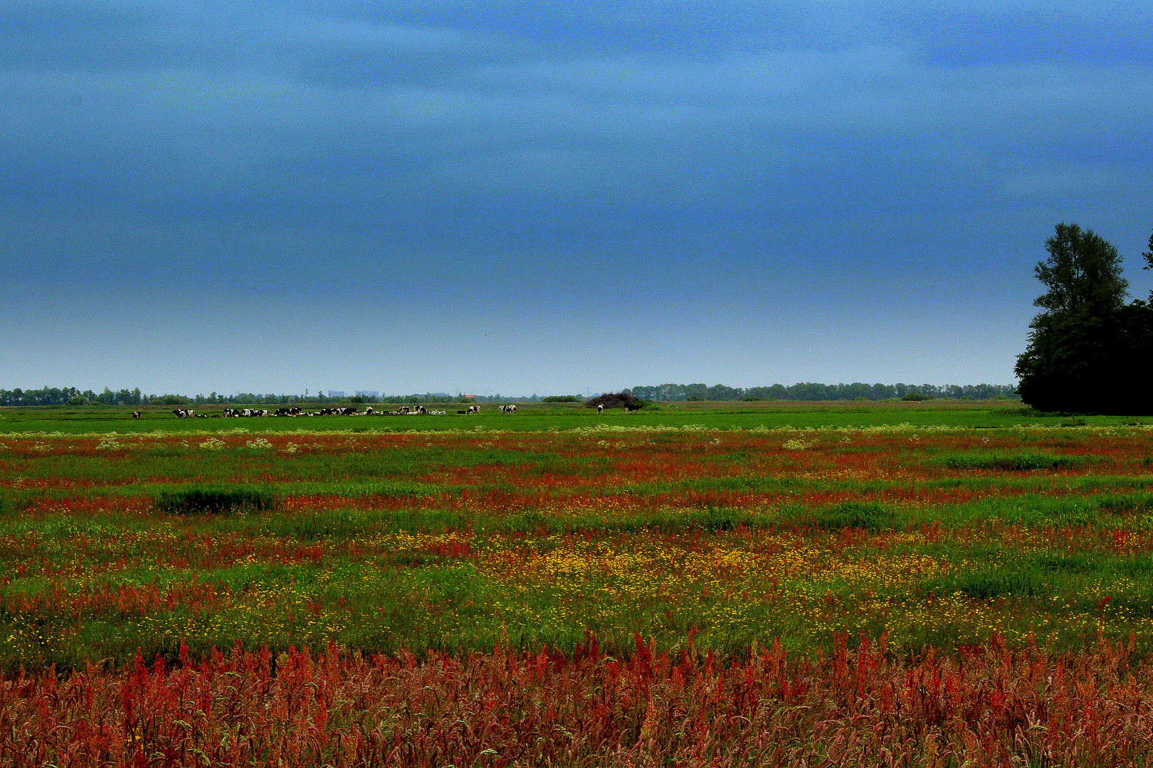 Sommerwiese in Holland im Juni 2013