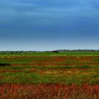 Sommerwiese in Holland im Juni 2013