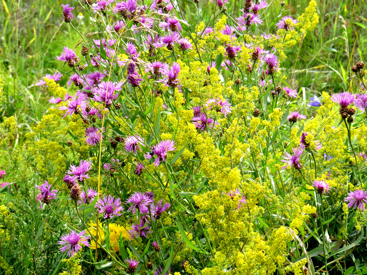 Sommerwiese in Östergötland