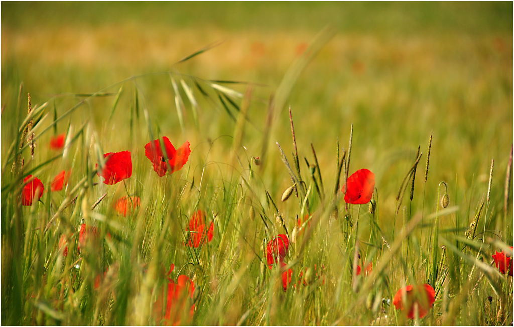 Sommerwiese in rot