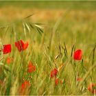 Sommerwiese in rot