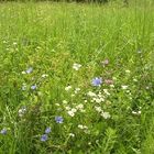 Sommerwiese in Slowenien