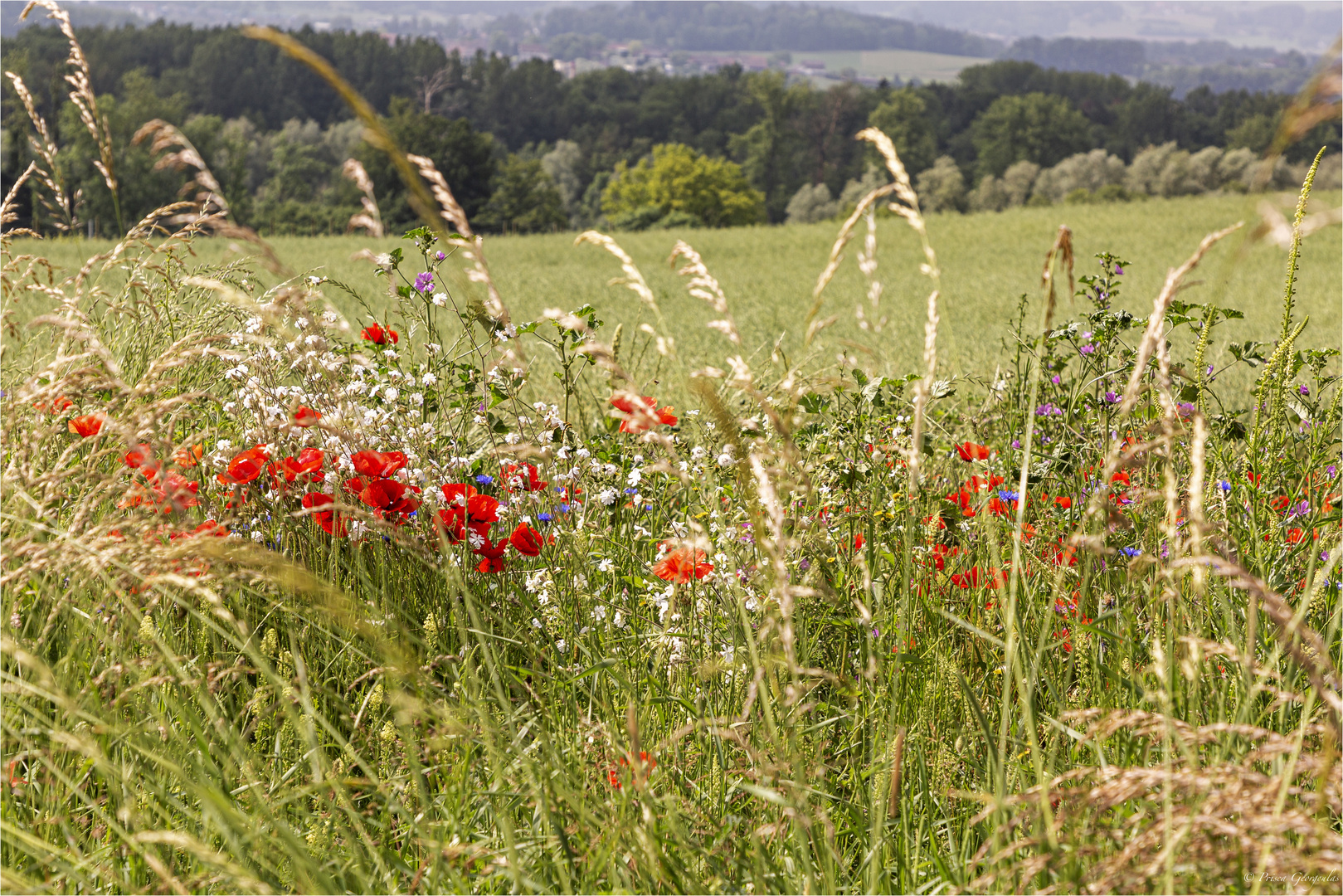 Sommerwiese in Warth-Weiningen TG