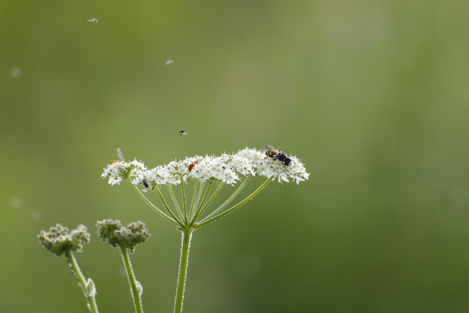 Sommerwiese (IV)