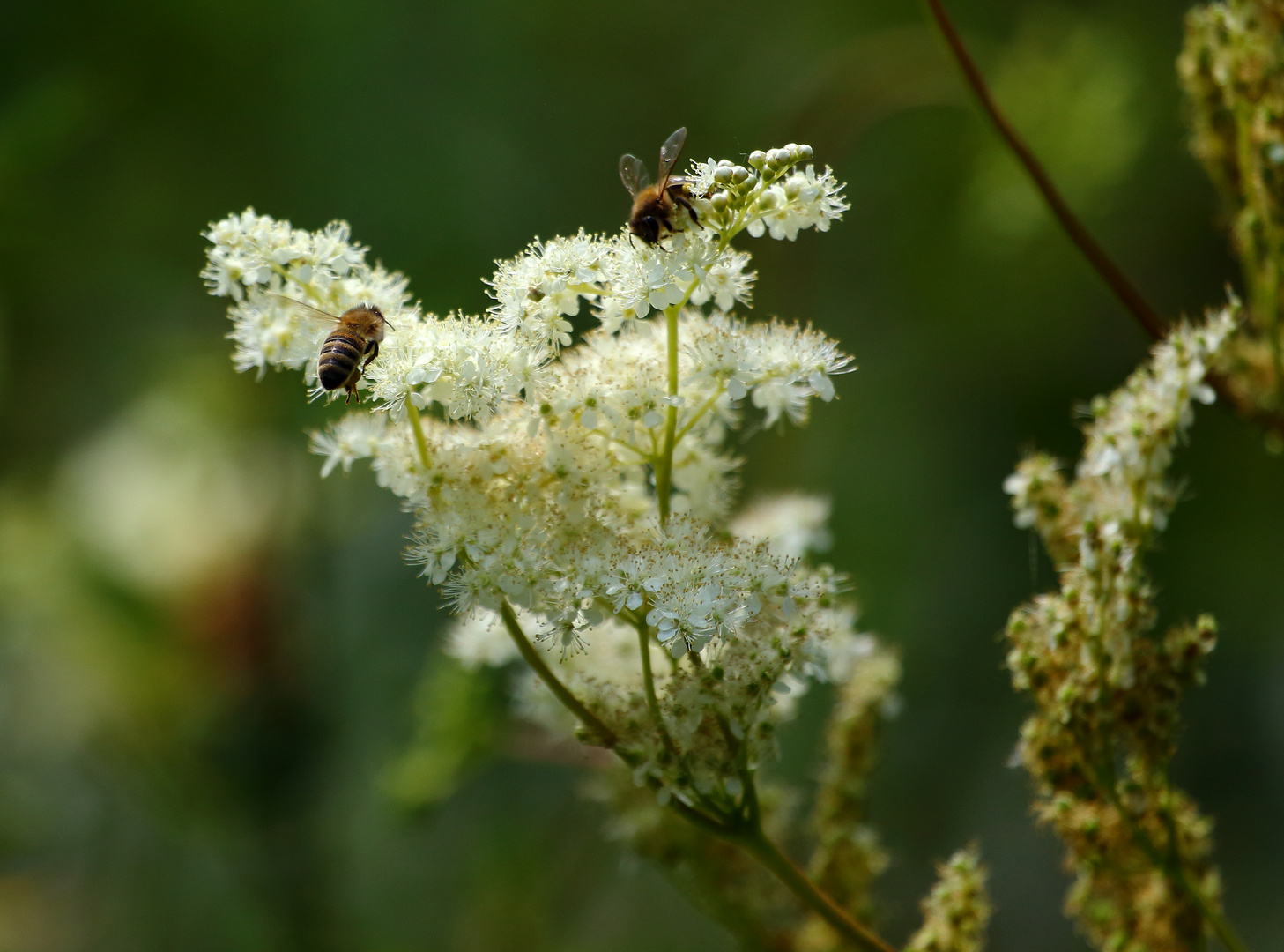 Sommerwiese (IV) - Mädesüß und Bienen