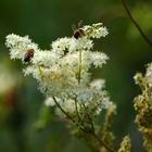 Sommerwiese (IV) - Mädesüß und Bienen