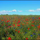 Sommerwiese, Kornblumen und Mohn