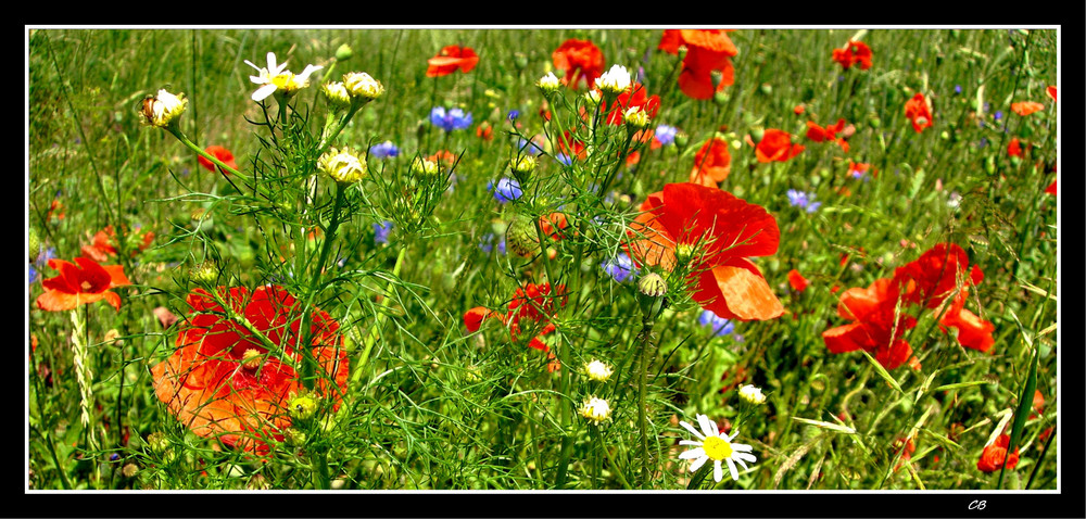 Sommerwiese ... Lichtblick an dunklen Tagen