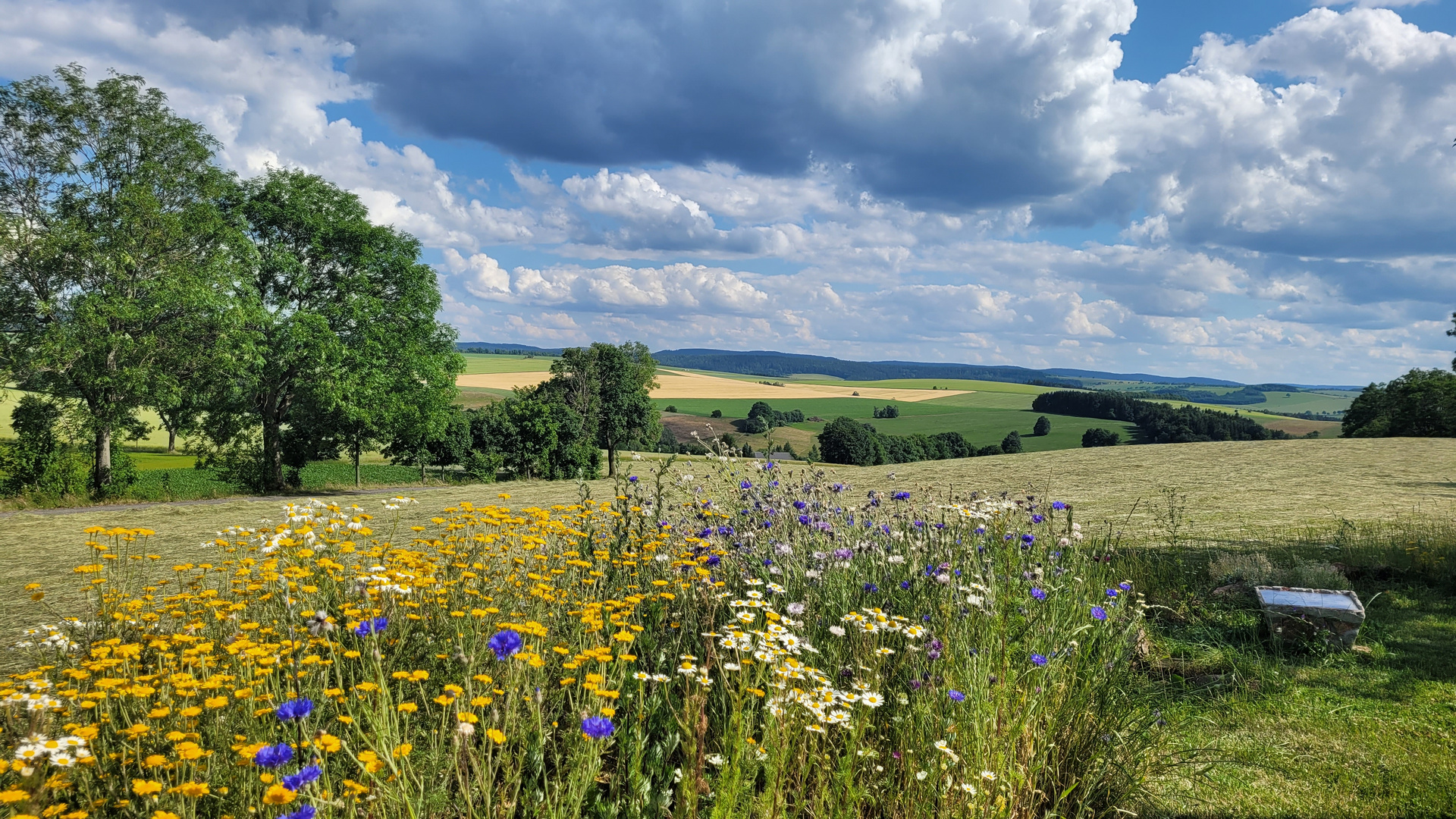 Sommerwiese mit Ausblick