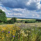 Sommerwiese mit Ausblick