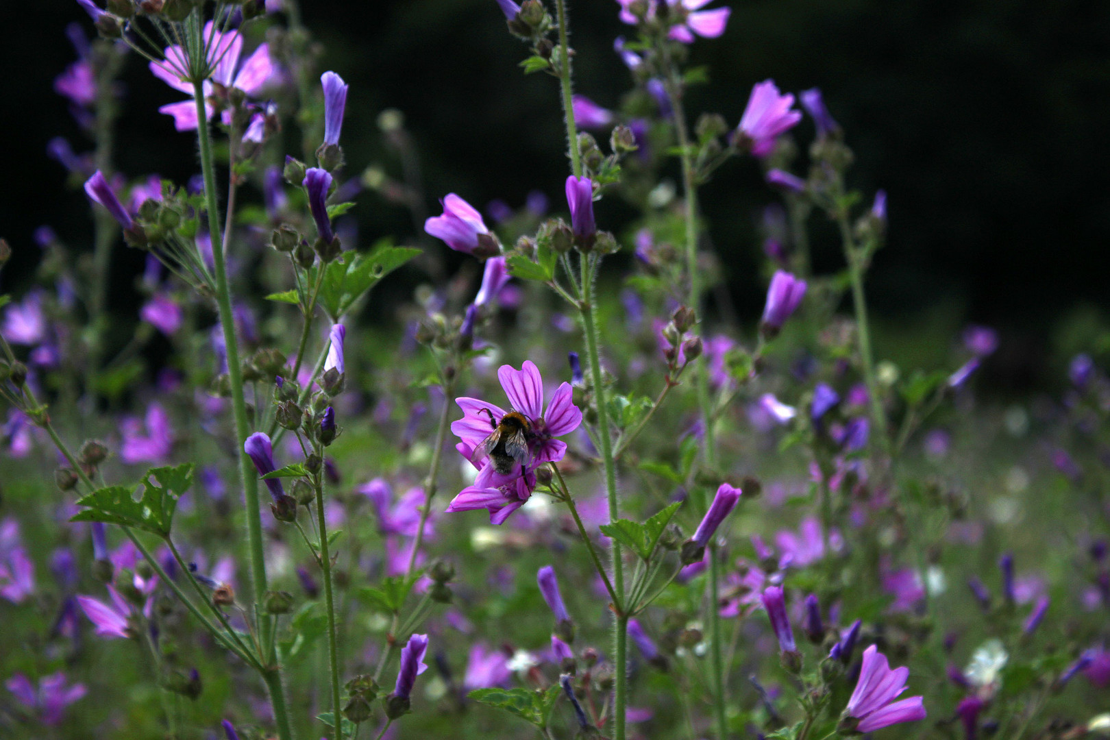 Sommerwiese mit Bienchen