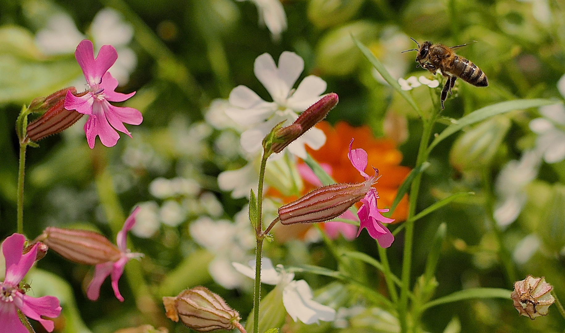 Sommerwiese mit Biene Maja