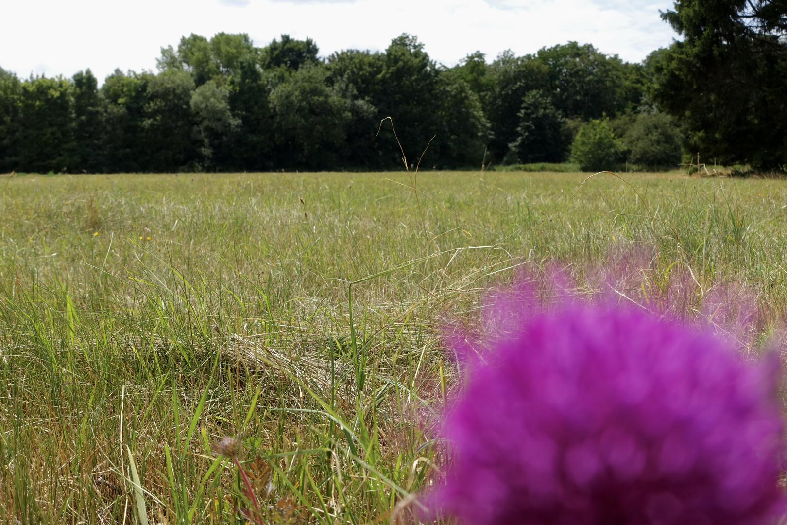 Sommerwiese mit Blüte