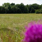 Sommerwiese mit Blüte