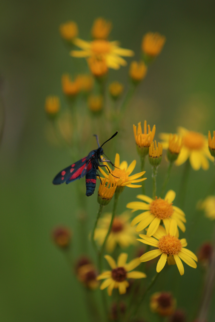 Sommerwiese mit Bluttröpfchen