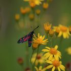 Sommerwiese mit Bluttröpfchen