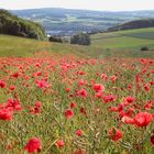 Sommerwiese mit Eifelblick