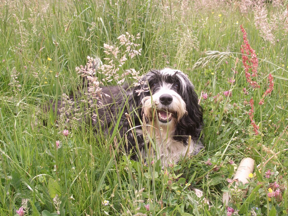 Sommerwiese mit Hund