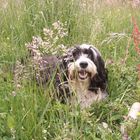 Sommerwiese mit Hund