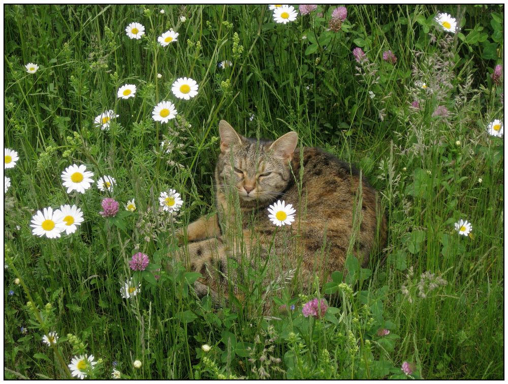 Sommerwiese mit Katze