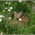 Sommerwiese mit Katze