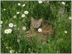 Sommerwiese mit Katze