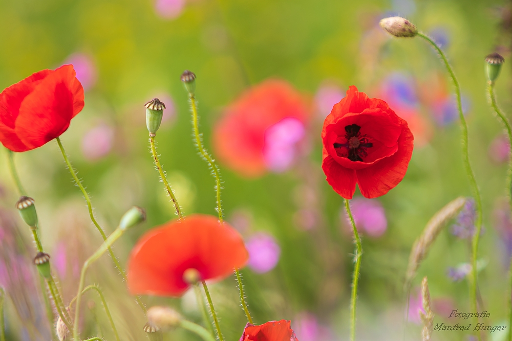 Sommerwiese mit Klatschmohn (1)