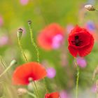 Sommerwiese mit Klatschmohn (1)