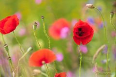 Sommerwiese mit Klatschmohn (1)