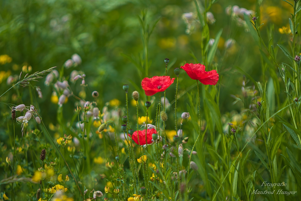 Sommerwiese mit Klatschmohn (2)