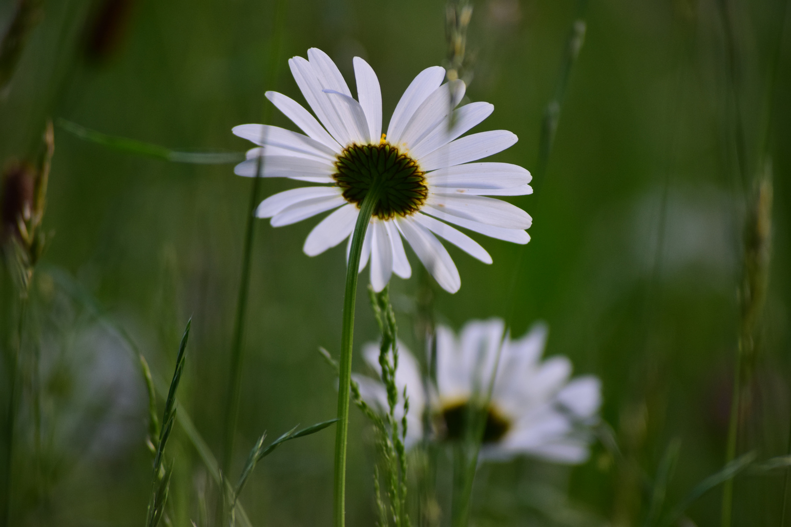 Sommerwiese mit Margeriten  