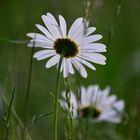 Sommerwiese mit Margeriten  