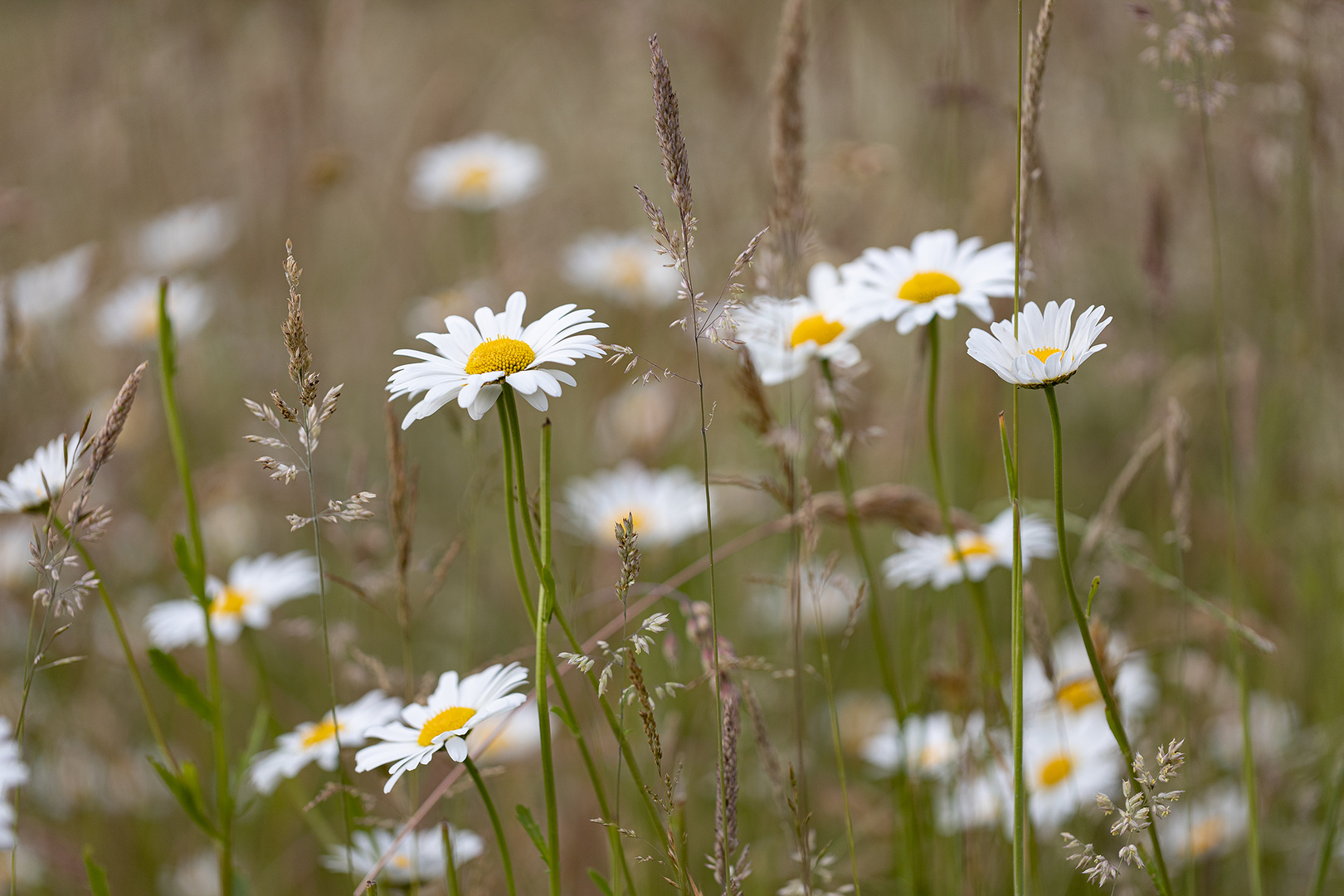 Sommerwiese mit Margeritten