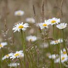 Sommerwiese mit Margeritten