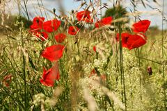 Sommerwiese mit Mohn