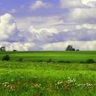 Sommerwiese mit Mohn