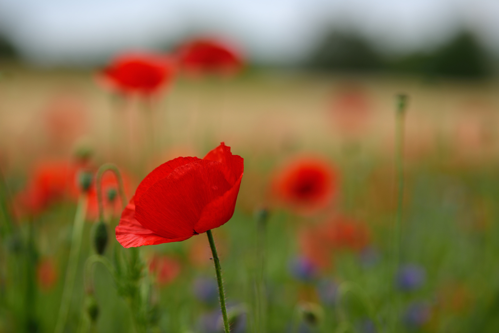 Sommerwiese mit Mohn