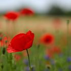 Sommerwiese mit Mohn