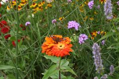 Sommerwiese mit Pfauenauge als Besucher